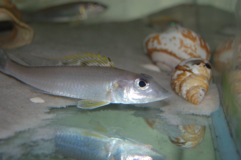 Reganochromis calliurus 'Chituta Bay'